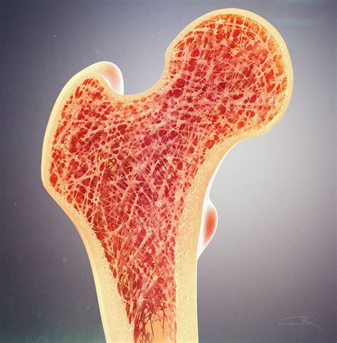 "Bone Cross Section" for Radius Digital Science by Alexey Kashpersky | Medical Visualization ...