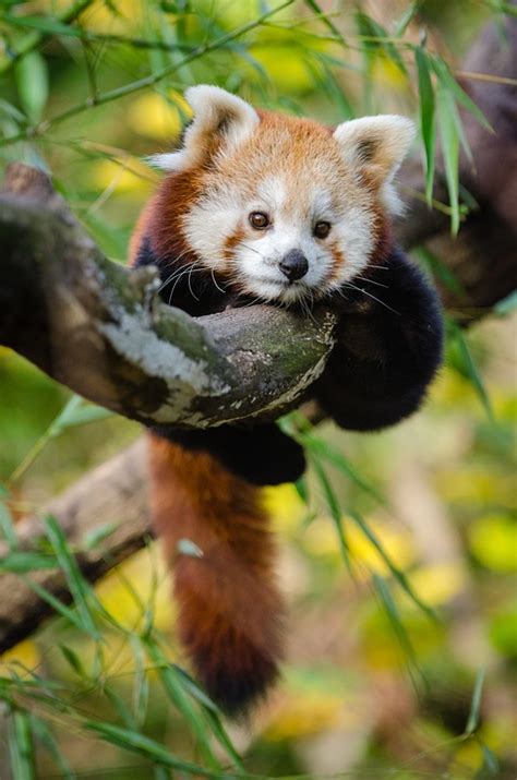 Pandas rojos - Cosas de Pandas