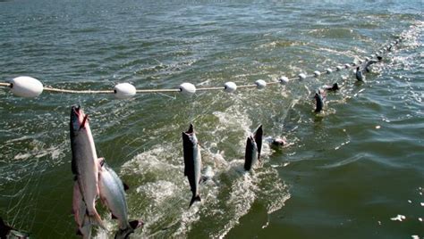 Gill net study proposed on Lake Michigan