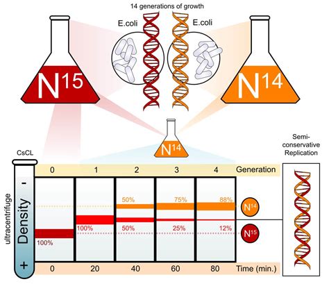 Origins of Cell Compartmentalization | AP Biology | Biology Dictionary