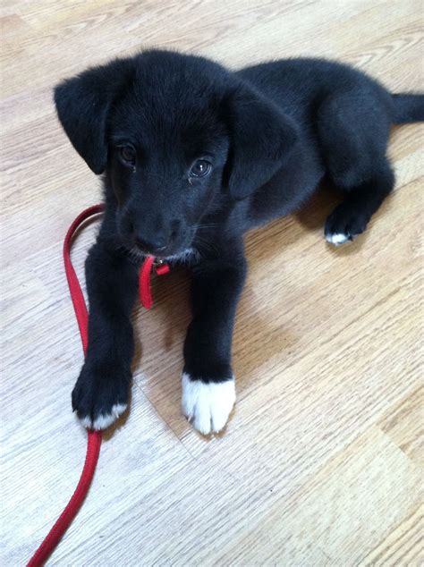 8 week old black lab/ German Shepard mix puppy. sooo cute! :) | Baby ...