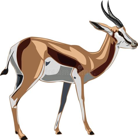 Antelope Series Springbok stock vector. Illustration of antelope - 11943966 | Springbok, Sand ...