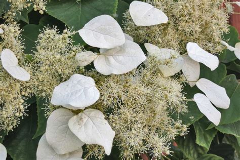 Japanese hydrangea vine - a twin to climbing hydrangeas