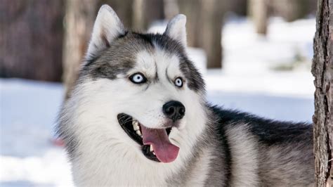 Fondos de pantalla : Husky siberiano, Malamute de Alaska, ver, fornido, vertebrado, perro lobo ...