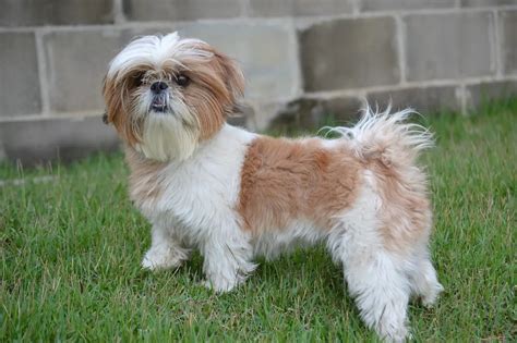 Shih Tzu Dog Breeds- Complete Profile, History, and Care