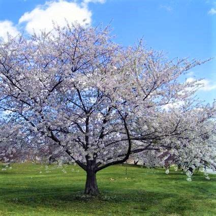 Bing Cherry Tree | Tree, Cherry tree, Bing cherries