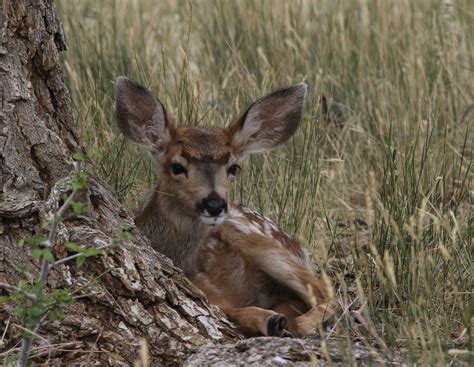 Mule Deer, Fawn, Kangaroo, Mules, Wildlife, Dear, Tree, Animals, Wild ...