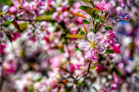 Apple Tree Blossoms Pink - Free photo on Pixabay - Pixabay