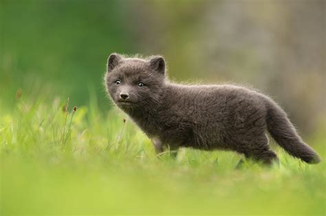 DG Wildlife by Dalia Kvedaraite and Giedrius Stakauskas | Arctic Foxes in Iceland