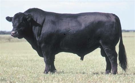 Angus | breed of cattle | Britannica.com