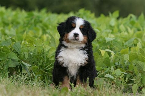 Berner Sennenhund Kaufen - Darauf musst Du achten! - BernerSennenhund.de