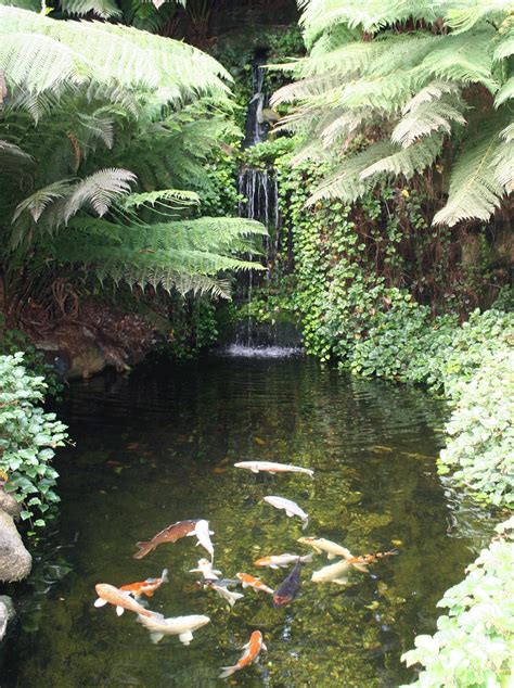 Koi Pond..love the ferns! I want a backyard jungle Fish Ponds Backyard, Backyard Water Feature ...