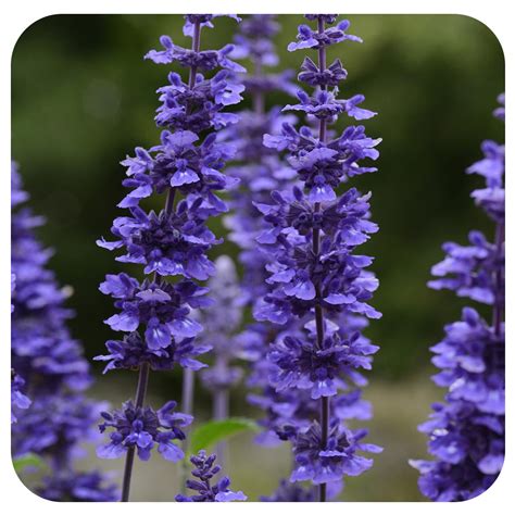 Salvia (Annual Variety) - Davenport Garden Centre