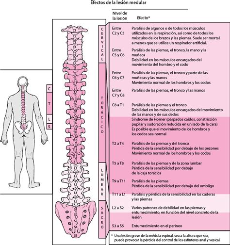 Lesión medular – Paraplejia: Qué es, causas, síntomas, tratamiento y ...