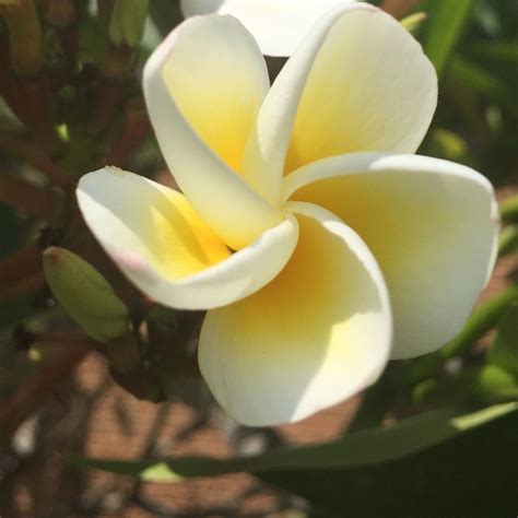 PLUMERIA ALBA CHAMPA - Nature Nursery - Central India's Biggest Nursery in Indore