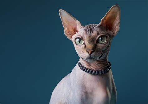 Gato Esfinge O Sphynx: Historia, Alimentación, Cuidados | Gatos Peludos