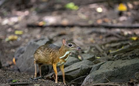 10 Animals Found In Turkey - WorldAtlas