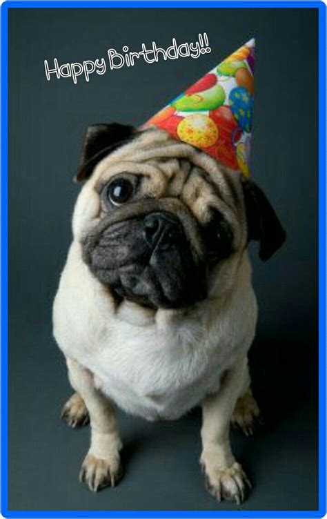 Pin by Stacy Townsend on Celebrations and Special Days | Birthday pug, Happy birthday pug, Pugs