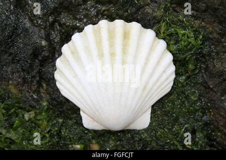 Queen scallop (Chlamys / Aequipecten opercularis) close-up showing eyes in a row, Lofoten ...