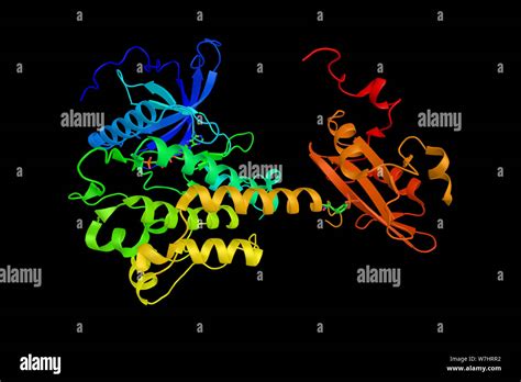 Phosphatidylinositol-specific phospholipase C, member of Phosphoinositide phospholipase C family ...