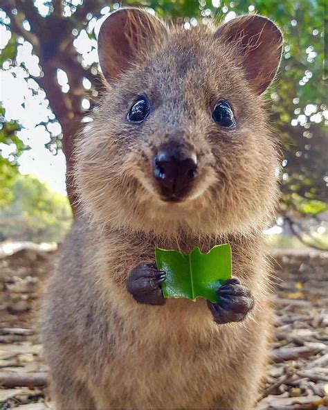 Quokka Animal / Quokkas Are The World S Happiest Animal And These Pics Prove It - The smallest ...