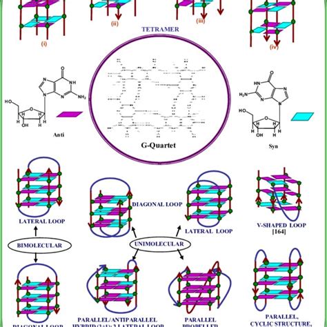 Quadruplex Interactive Ligands with Preferred Conformations of ...