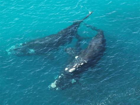 Whale Watching Tours in the Great Australian Bight from Adelaide