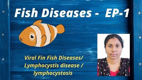 Fish diseases / Viral fin fish diseases / Lymphocystosis - YouTube