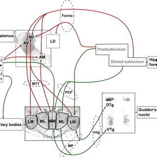 (PDF) How do Mammillary Body Inputs Contribute to Anterior Thalamic Function?