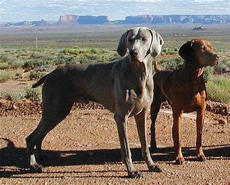 Back To Basics: A Comparison Of The Vizsla And The Weimaraner ...