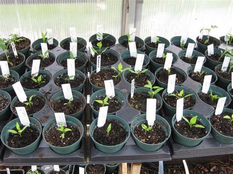 The Farmer Fred® Rant: Pepper Seeds Won't Germinate? Some Tips.