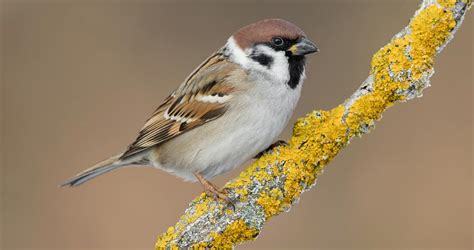 Eurasian Tree Sparrow Identification, All About Birds, Cornell Lab of Ornithology