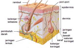 3 Bagian bagian Kulit Manusia dan Fungsinya – Diwarta News