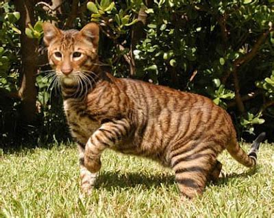 Exoticlic: Conheça os Toygers. Os gatos tigres