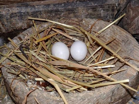 Pigeon nest stock photo. Image of birth, nature, thatch - 70040938