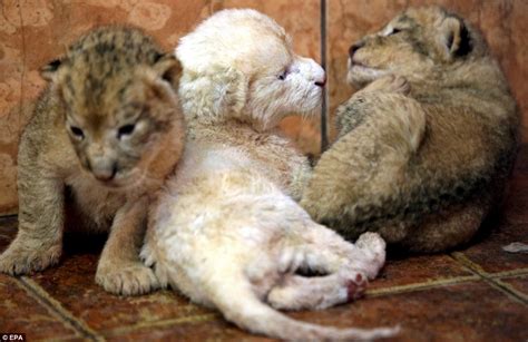 A pair of white lion cubs make their wobbly world debut | Daily Mail Online