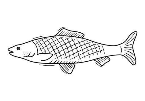 Premium Vector | Sketch drawing of salmon fish seafod vector illustration grocery product doodle ...