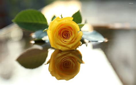 Free photo: Yellow Rose - Bspo06, Closeup, Flower - Free Download - Jooinn