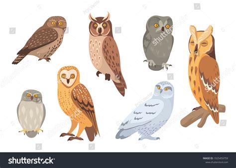 Owl Species Set Brown Barn Horned Stock Vector (Royalty Free ...