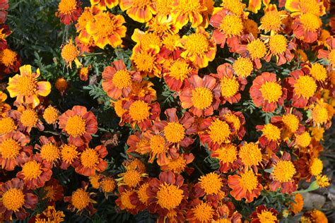 Orange Marigolds - Green Thumb Advice