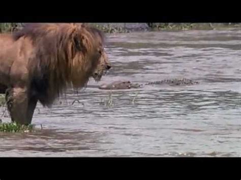 Lion vs Crocodile - YouTube