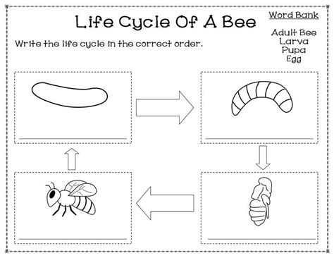 Printable Bee Life Cycle Worksheet