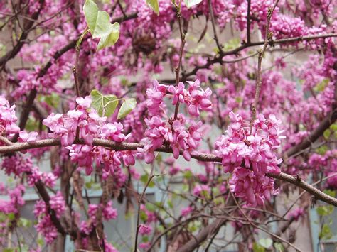 Fruit, Nut and Ornamental Trees 101: Pruning the Eastern Redbud