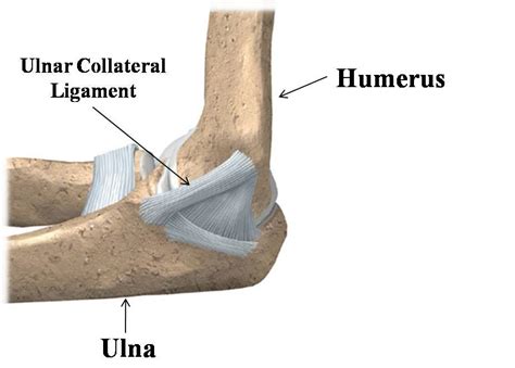 Ligaments - Well Practiced Pitching Motion