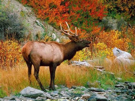 20 Amazing Wildlife Photos in Yellowstone National Park | Birds and Blooms