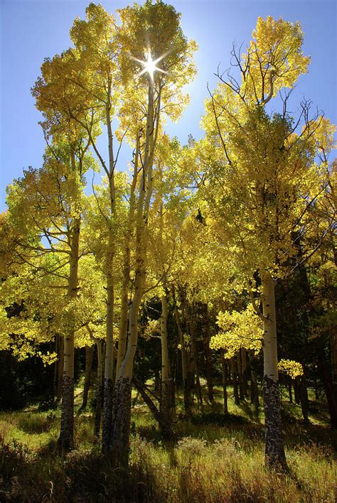 Sun Star thru Aspen Trees - 3782 Photograph by Jerry Owens | Fine Art ...