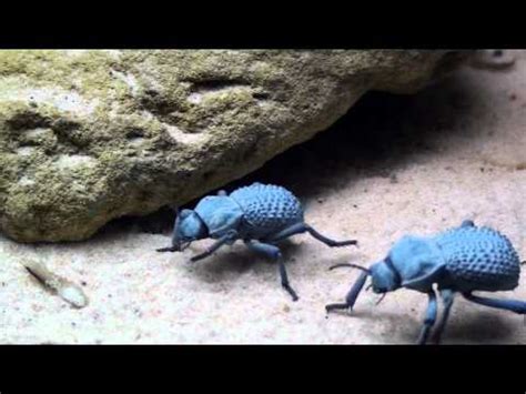 Sequencing the Blue Beetle Genome | Inspiring Science