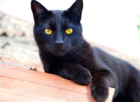 Free Images : animal, pet, fur, portrait, kitten, halloween, feline, black cat, fauna, nose ...