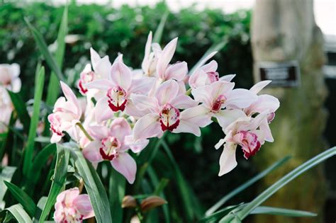 NYC Guide: The Orchid Show at the New York Botanical Garden | York Avenue