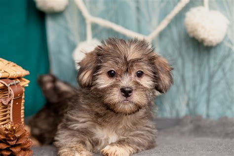 Attractive Shorkies – Kellys Kennels